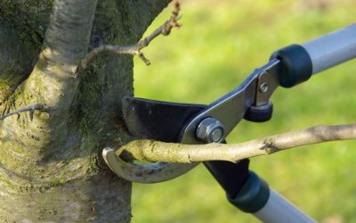The Necessity of Tree Pruning in Bronx NY